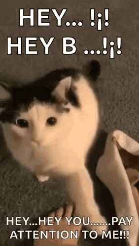 Pay Attention Cat Look At Me GIF
