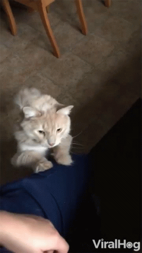 Pay Attention To Me Cat Pawing Owner GIF