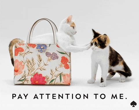 Pay Attention To Me Cat In A Bag GIF
