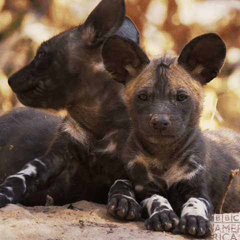 Pay Attention To Me Cute Puppy Hyenas GIF