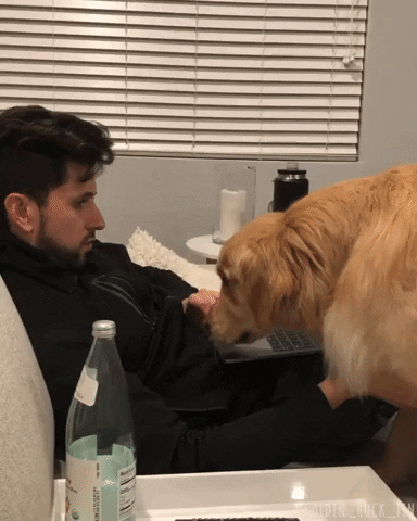 Pay Attention To Me Golden Retriever GIF