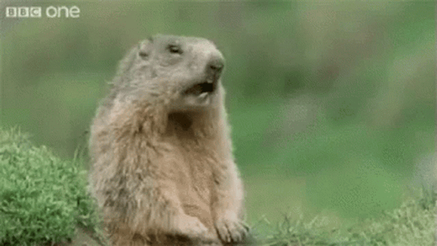 Pay Attention To Me Groundhog Shouting Hey GIF
