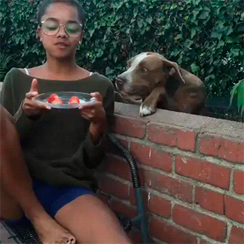 Pay Attention To Me Hungry Dog GIF