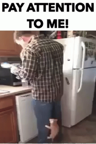 Pay Attention To Me My Human GIF