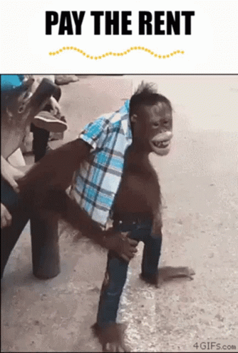 Pay The Rent Monkey GIF