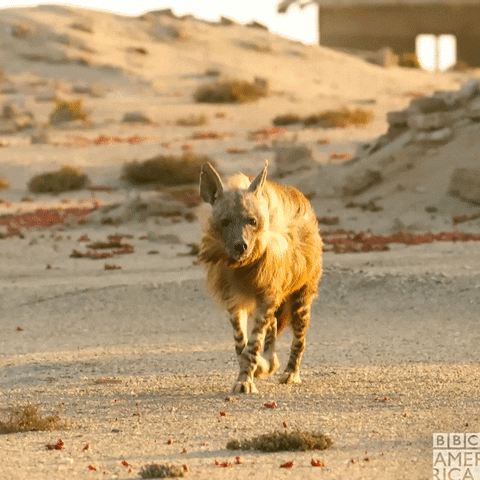 Peacefully Walking African Hyena GIF