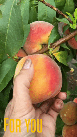 Freshly Picked Peach Fruit Loop GIF