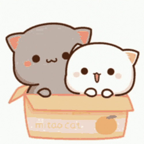 Peach And Goma Cuddling In Box GIF