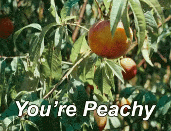 Peaches Hanging From Tree Saying You're Peachy