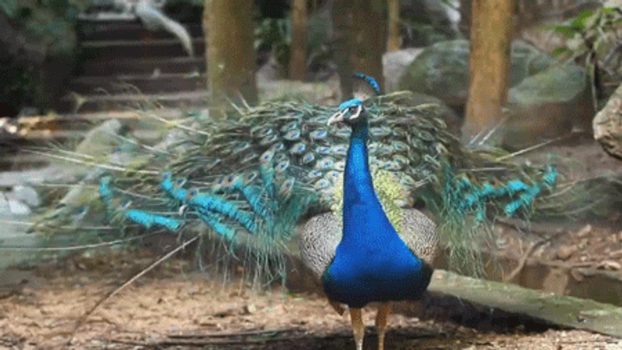 Peacock Animal Train GIF.