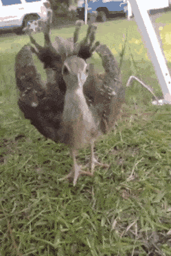 Peacock Baby Bird Walking GIF