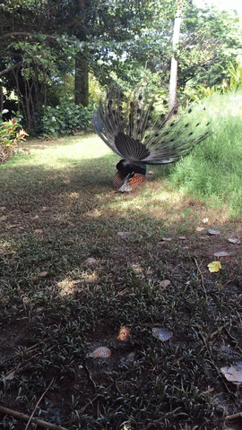 Peacock Battle Maui Park GIF