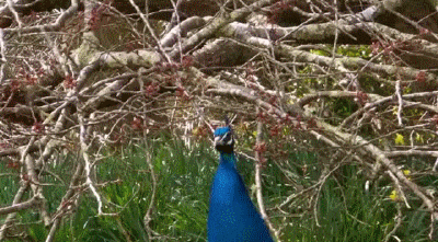 Peacock Bird Spread Wings GIF