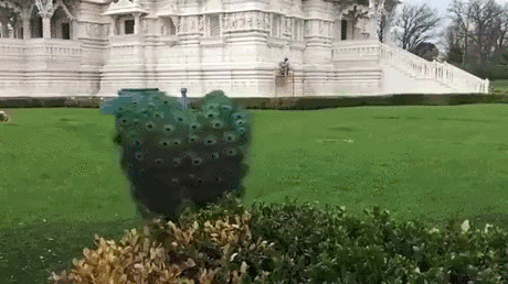 Peacock Bush Funny Hypnotic GIF