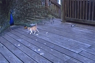 Peacock Cat Playing Around GIF