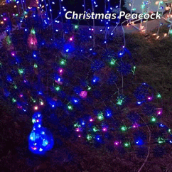 Peacock Christmas Lights GIF
