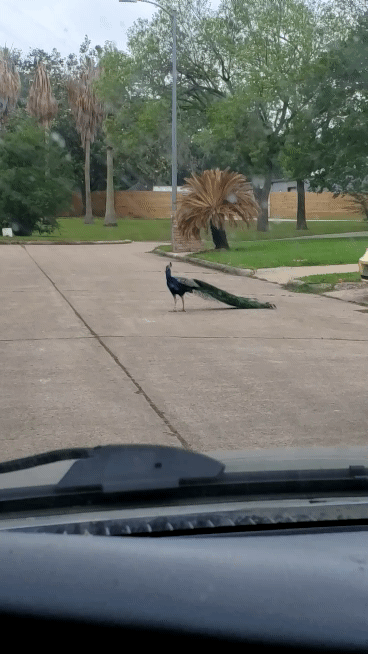 Peacock Crossing Road GIF