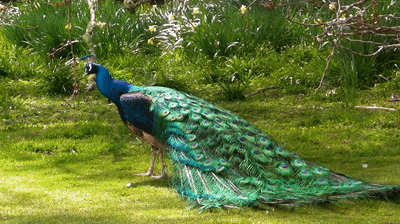 Peacock Dance Display Opening Feathers GIF