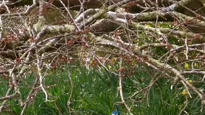 Peacock Dance Feather Display GIF