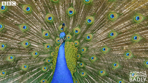 Peacock Dancing Shake Show Off GIF