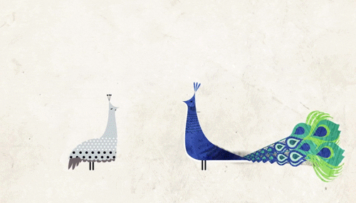 Peacock Fan Feather Animated Art GIF