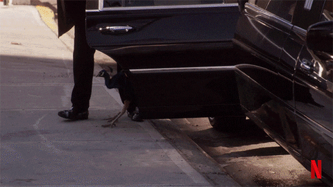Peacock Fancy Titus Andromedon GIF