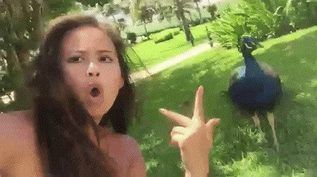 Peacock Funny Girl Attack GIF