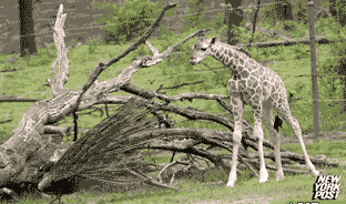 Peacock Giraffe Scared Running GIF