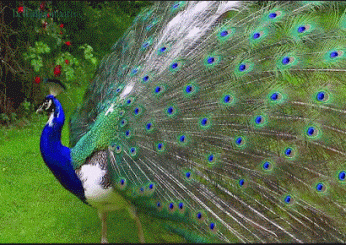 Peacock Proud Wide Open Feathers GIF