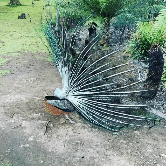 Peacock Spinning Feathers Time Lapse GIF