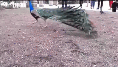 Peacock Squirrel Drag Fight GIF