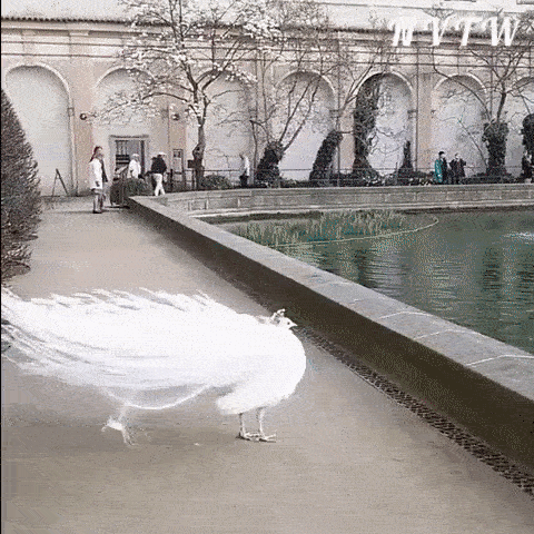 Peacock White Albino Open Feathers GIF