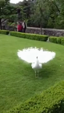 Peacock White Shake Feathers GIF