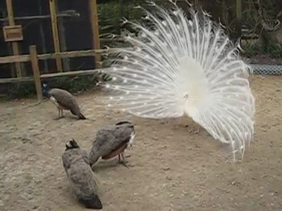 Peacock White Zoo Cage GIF