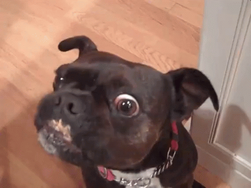 Black Pitbull Licks Peanut Butter On His Mouth GIF
