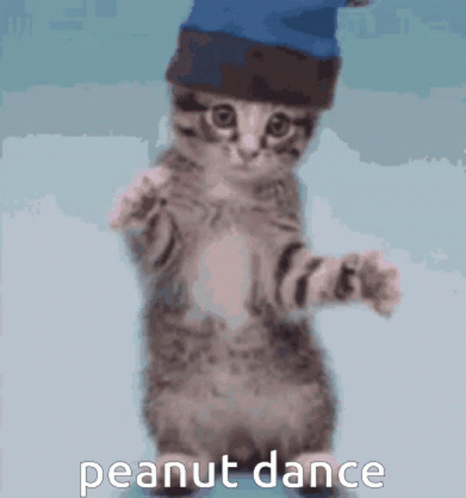Cute Kitty Peanuts Dancing GIF