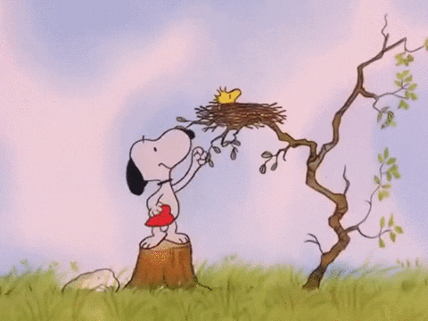 Peanuts Snoopy Giving Valentines Heart To Woodstock GIF