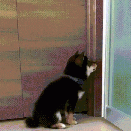 Peekaboo Funny Dog Meme GIF