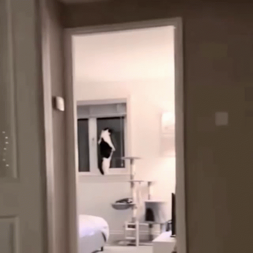 Peeking Huh Cat Meme Window GIF
