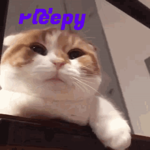Peepy Cat