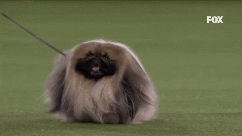 Pekingese Dog Coming In Hot GIF