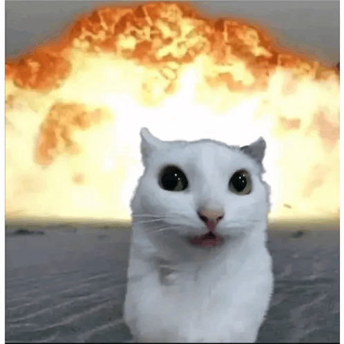 Pelacito Cat Meme Meme GIF