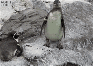 Penguin Bite Scare GIF