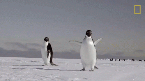 Penguin Freeze To Death GIF