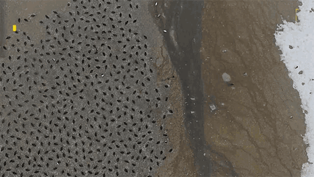 Penguin Mega Colony National Geographic Gif GIF