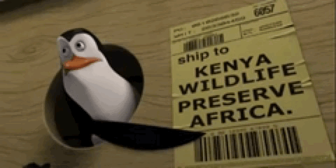 Penguin Next to Ship to Kenya Wildlife Preserve