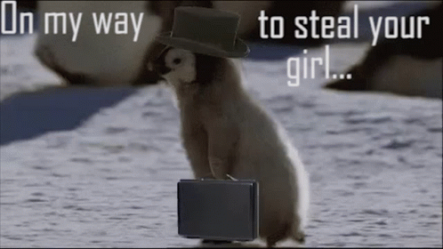 Penguin On The Way To Steal Yo Girl GIF