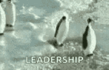 Penguin Shows Leadership By Slapping Passerby GIF
