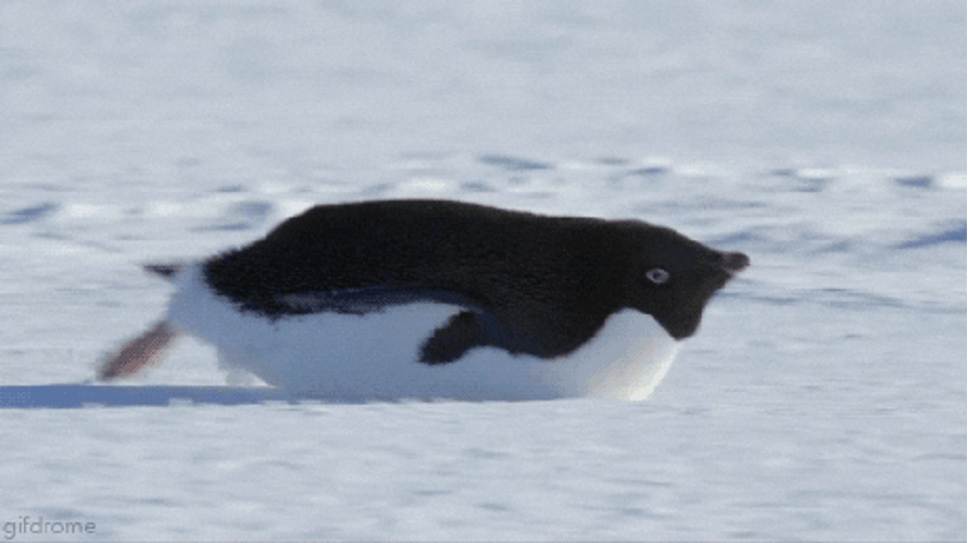 Penguin Sliding In Snow GIF