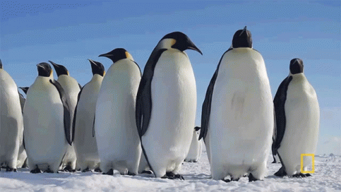 Penguin So No Head GIF
